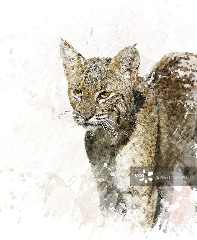 短尾猫的数字绘画，特写图片素材