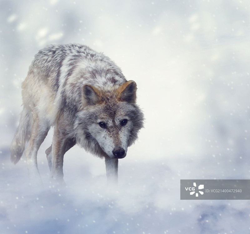 雪地行走的灰狼图片素材