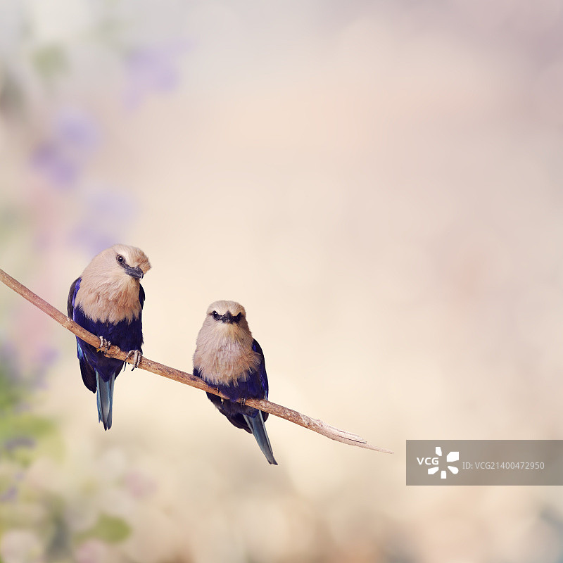 两只蓝腹佛法僧鸟栖息图片素材