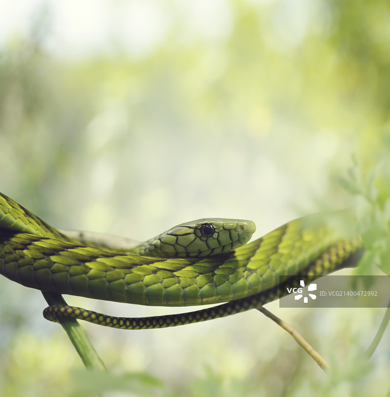树枝上的绿曼巴蛇图片素材