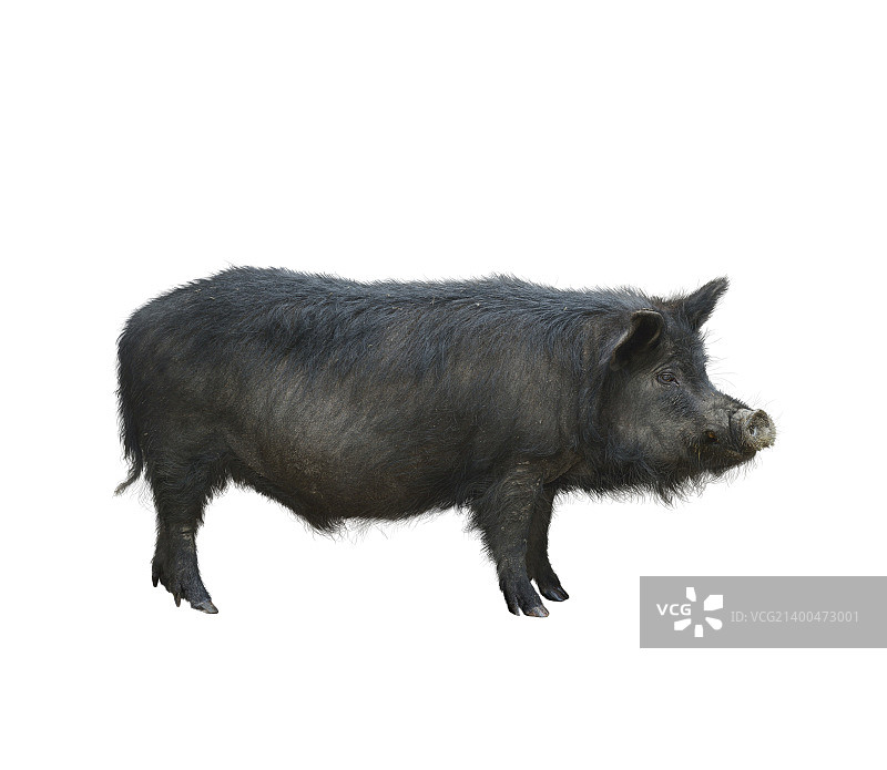 白色背景上的野猪图片素材