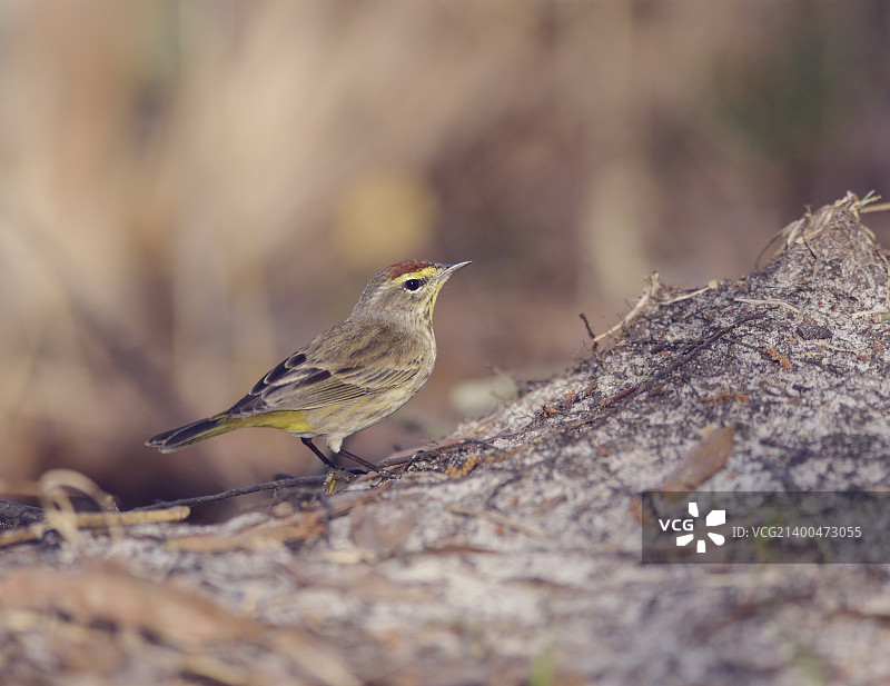 佛罗里达湿地的棕榈莺图片素材