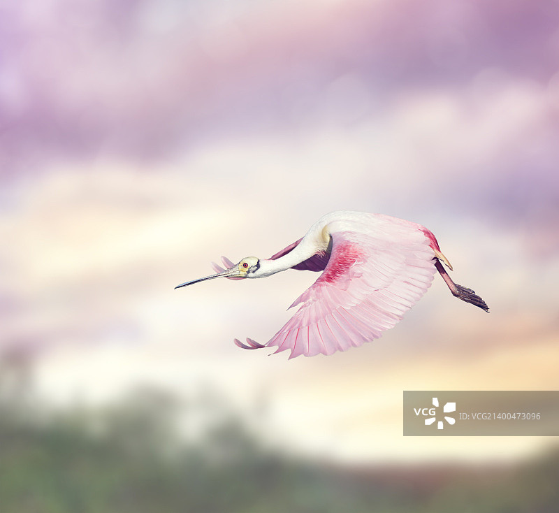 飞行中的琵鹭图片素材