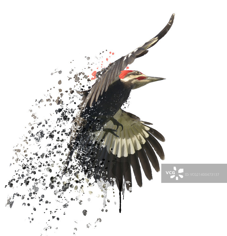 数字彩绘的啄木鸟图片素材