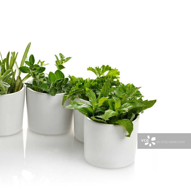 白色杯子里的新鲜香草图片素材