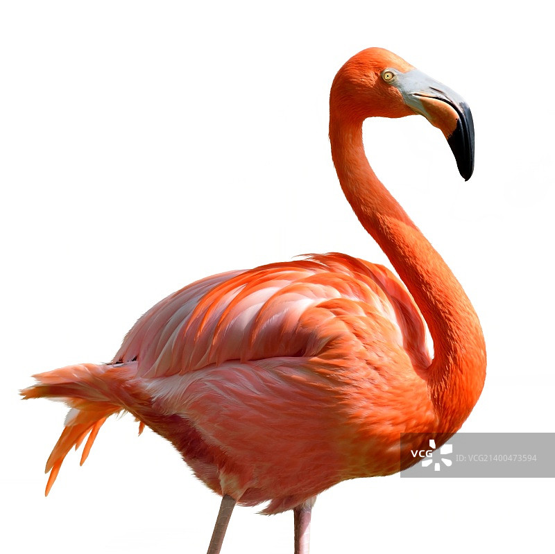 白色背景上的粉色火烈鸟图片素材