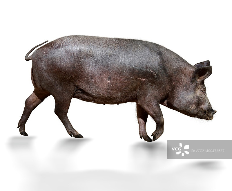 白色背景上的深棕色猪图片素材