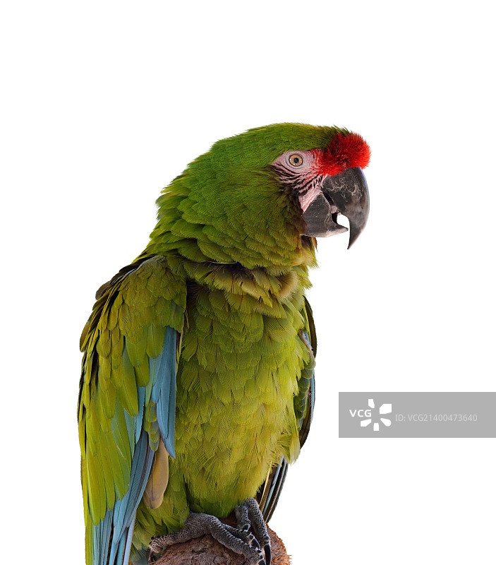 树枝上的彩色绿色鹦鹉金刚鹦鹉图片素材