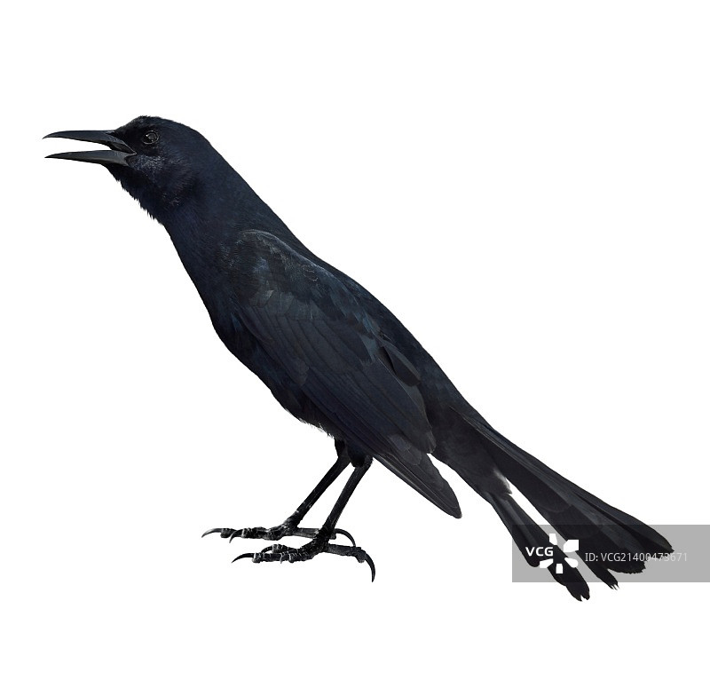 白色背景上的乌鸫图片素材