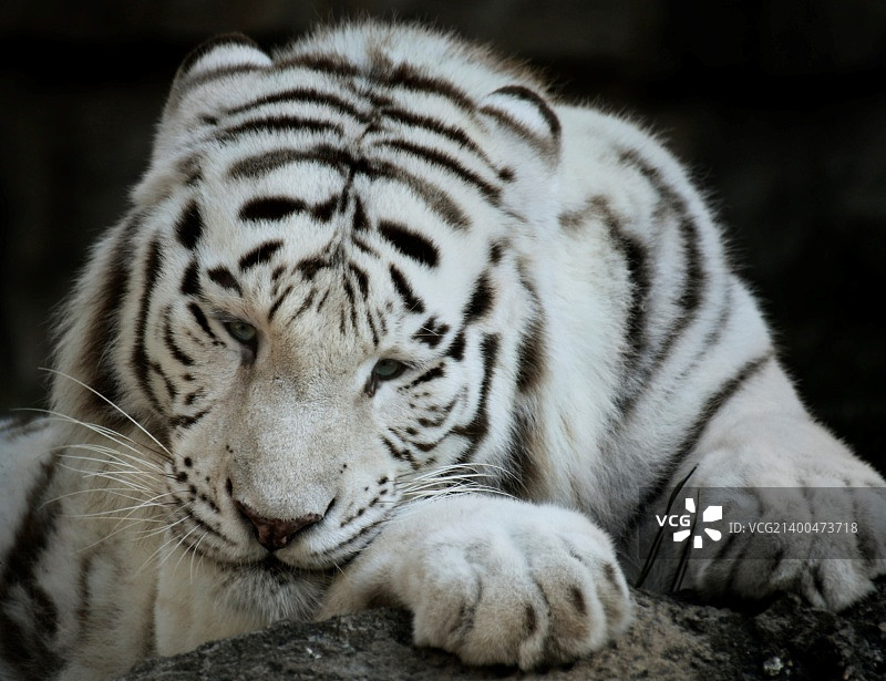 白虎特写镜头的肖像图片素材