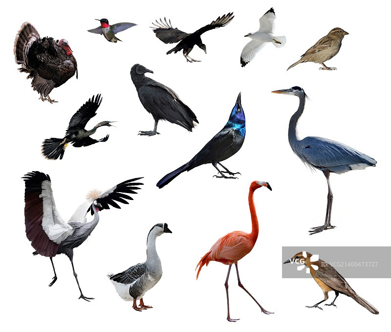 野生鸟类合集白色背景图片素材