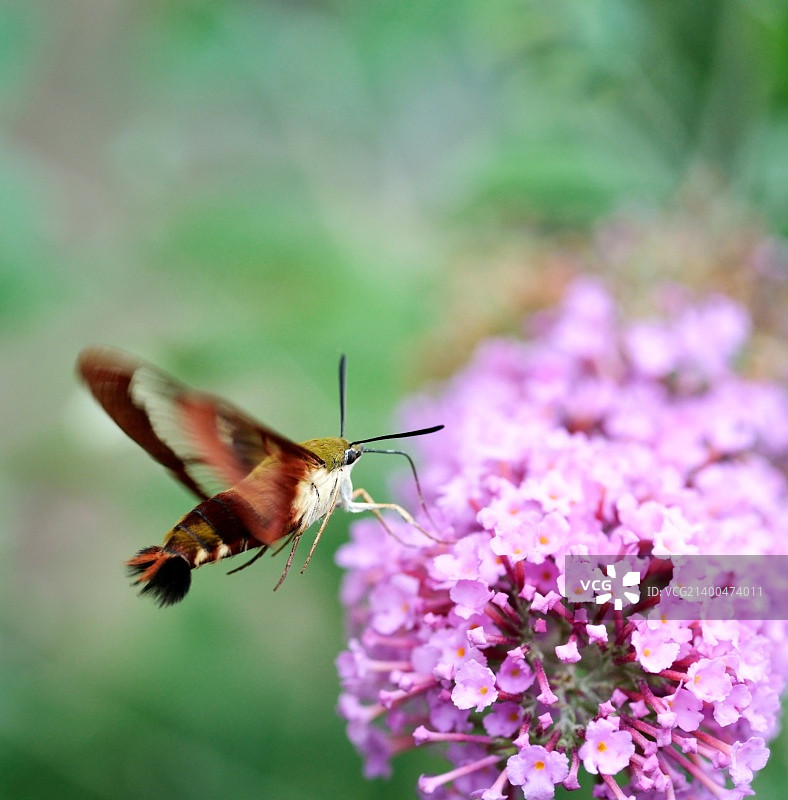 蜂鸟鹰蛾图片素材