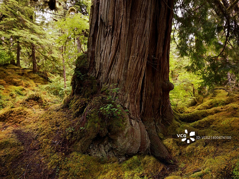 雨林中大型古树的根图片素材