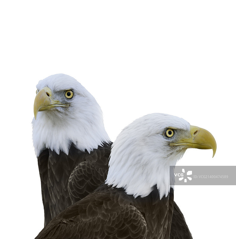 白色背景上孤立的美洲白头海雕图片素材