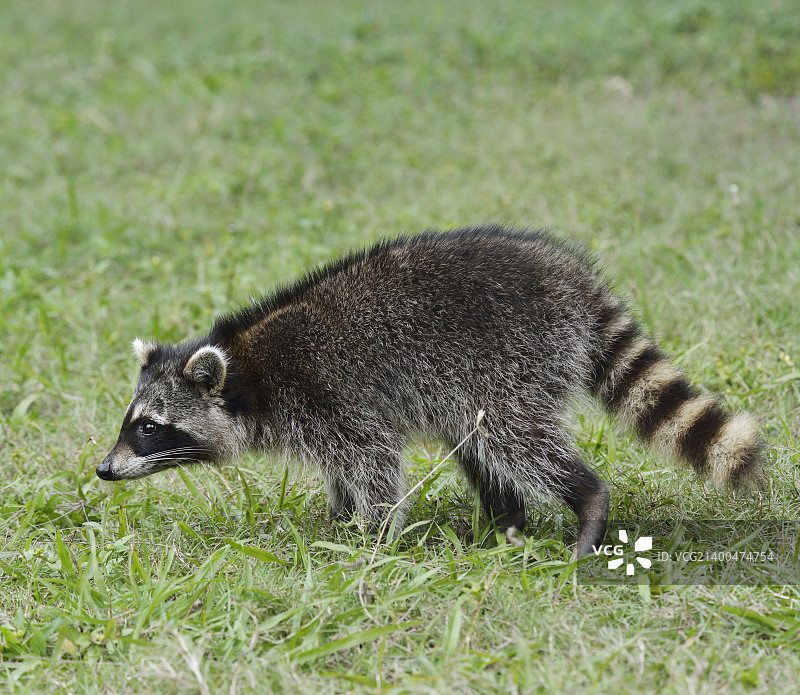 草地上行走的小浣熊图片素材