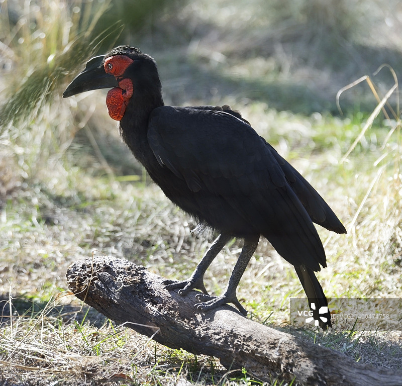 栖息在木头上的地犀鸟图片素材