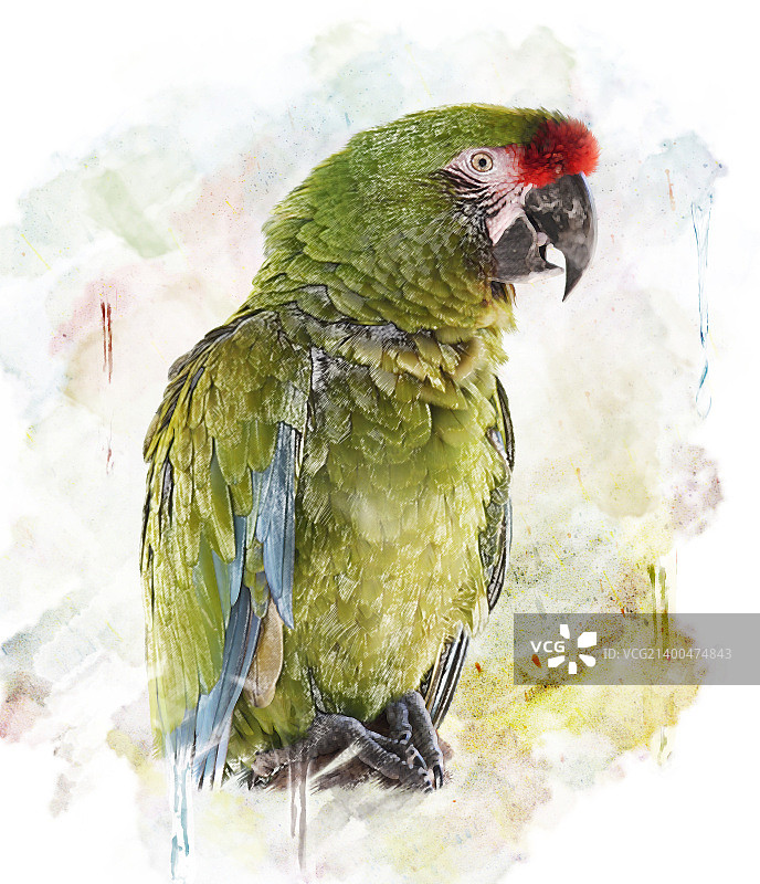 水彩绿色鹦鹉图像数字绘画图片素材