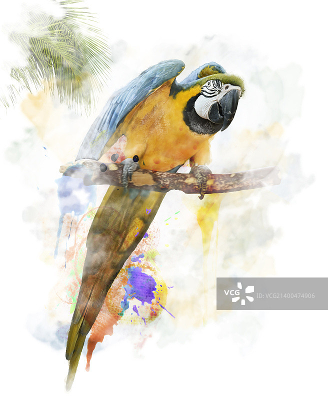 水彩数绘鹦鹉图片素材