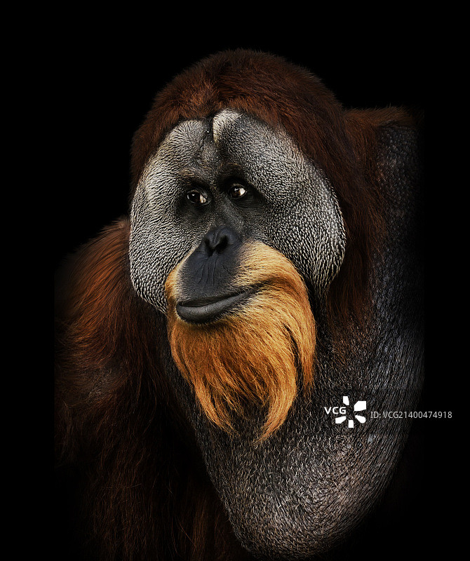 黑色背景上的猩猩肖像图片素材