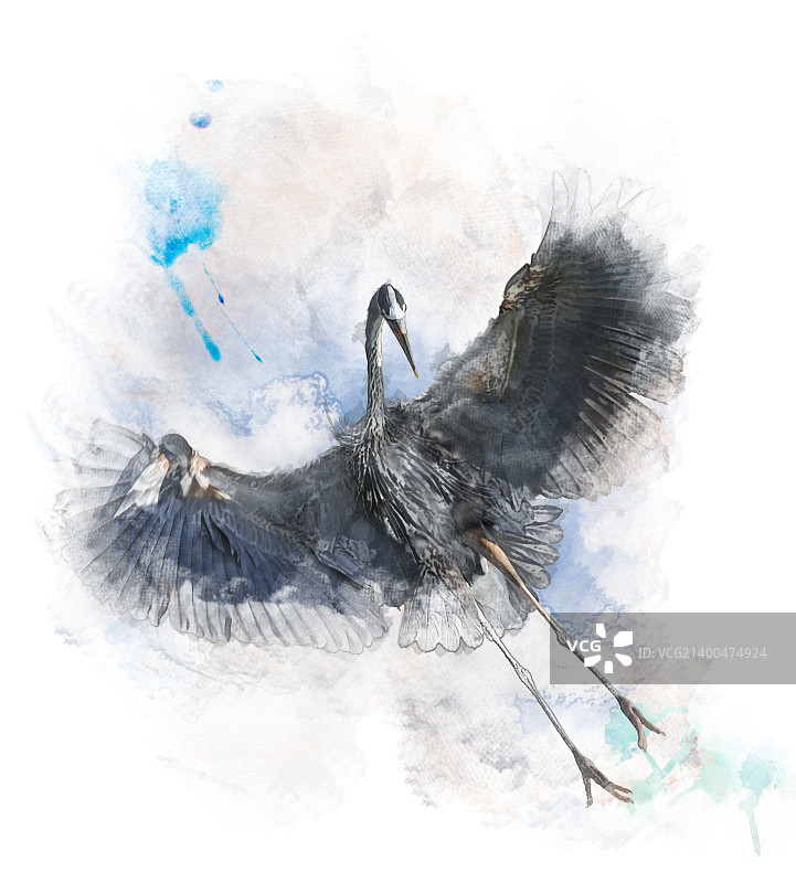 飞行中大蓝鹭的水彩数字绘画图片素材