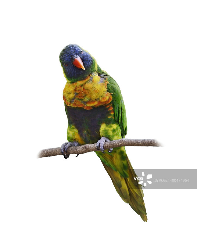 彩色鹦鹉（彩虹鹦鹉），栖息在白色背景上图片素材