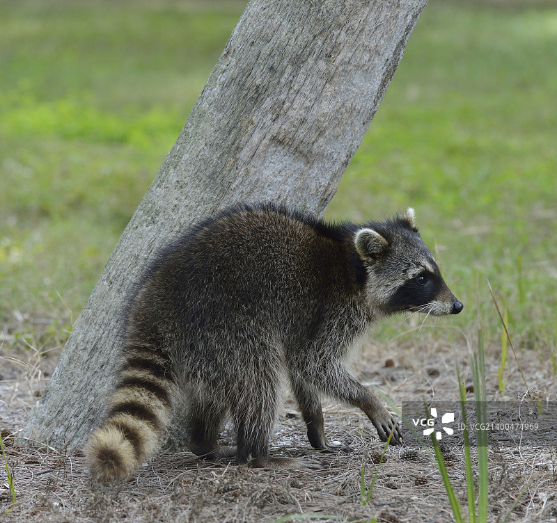 在树旁行走的小浣熊图片素材