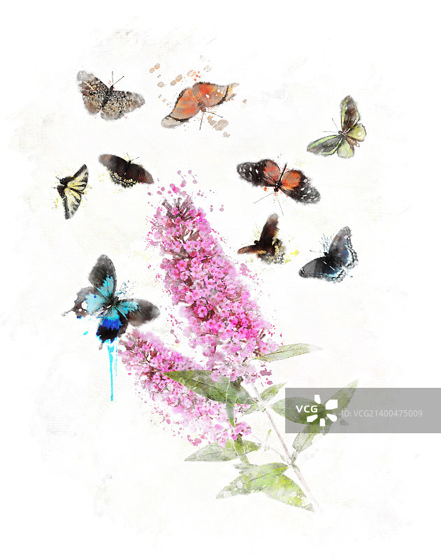 水彩数字绘画：蝴蝶灌木和蝴蝶图片素材