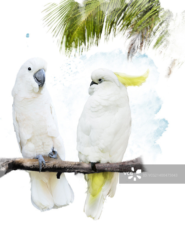 白色鹦鹉的数字绘画图片素材