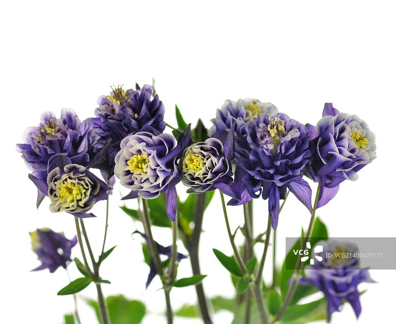 深蓝色和白色耧斗菜花特写图片素材