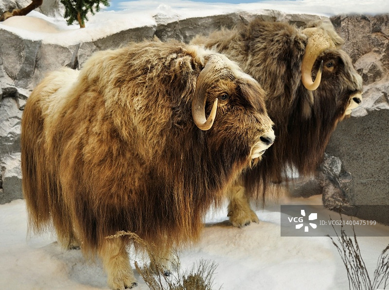 冬季里的麝牛图片素材