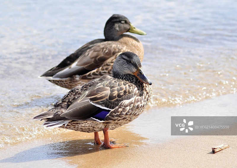 湖边的野鸭图片素材