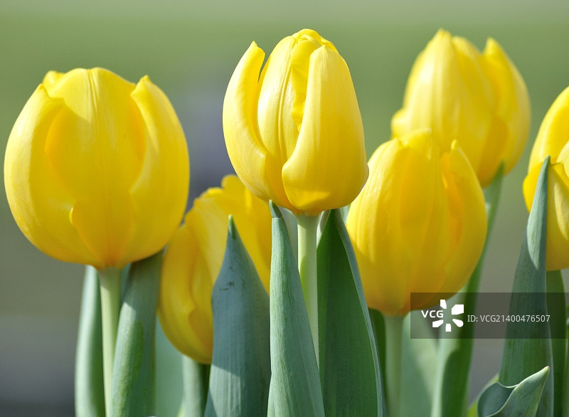 一束黄色郁金香特写镜头图片素材