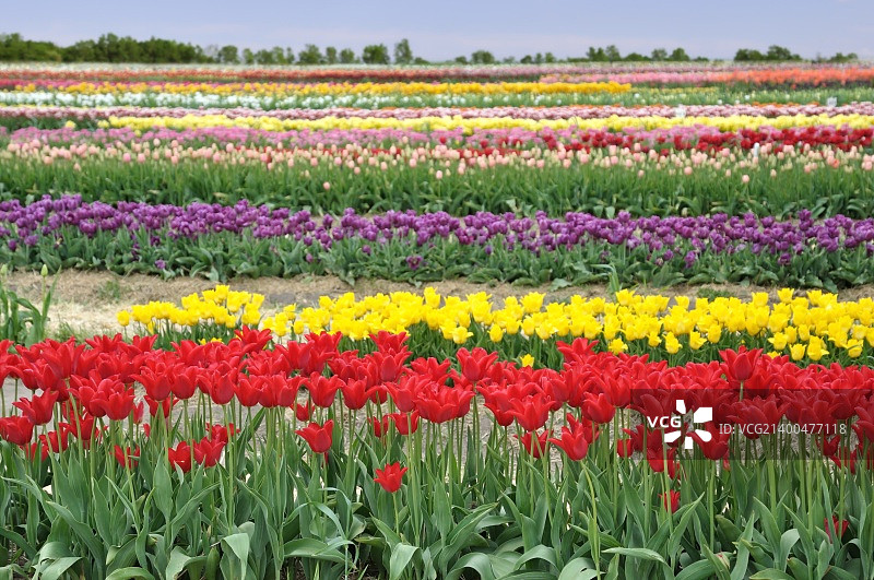 春季彩色郁金香花田图片素材