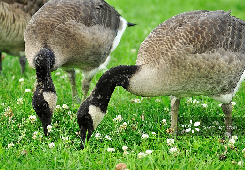 在公园里觅食的两只小加拿大鹅图片素材