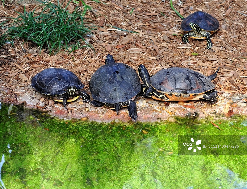 水边的黄腹彩龟图片素材