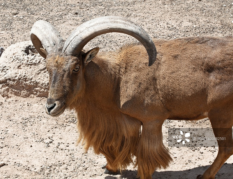岩石景观中的山羊群首领图片素材