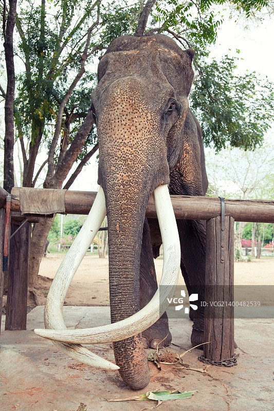 老年印度象照片图片素材