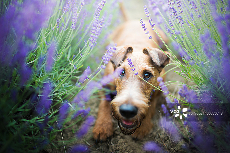 隐藏在薰衣草中图片素材