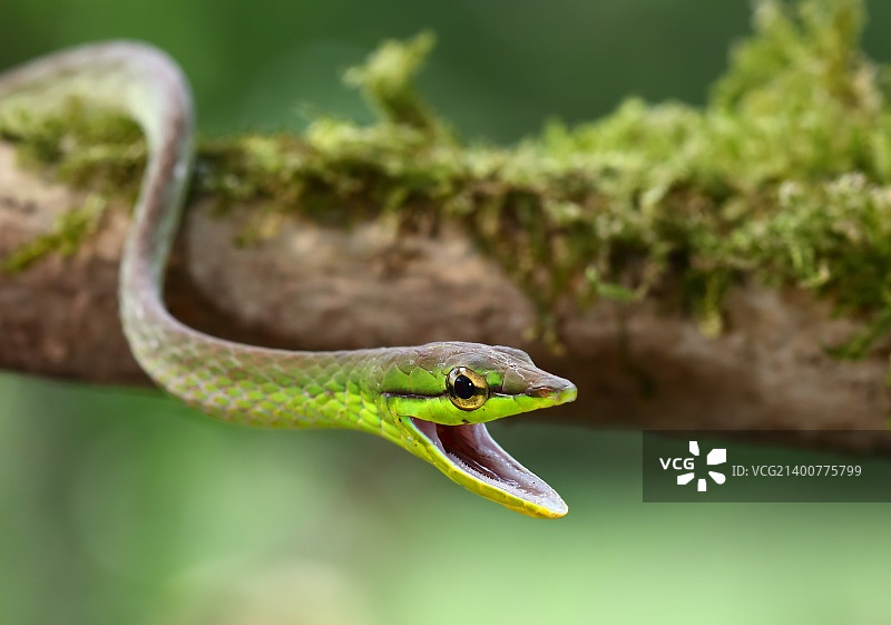 绿鹦鹉蛇 - 哥斯达黎加图片素材