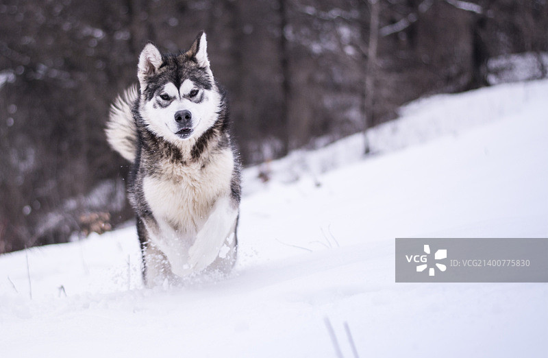阿拉斯加雪橇犬图片素材