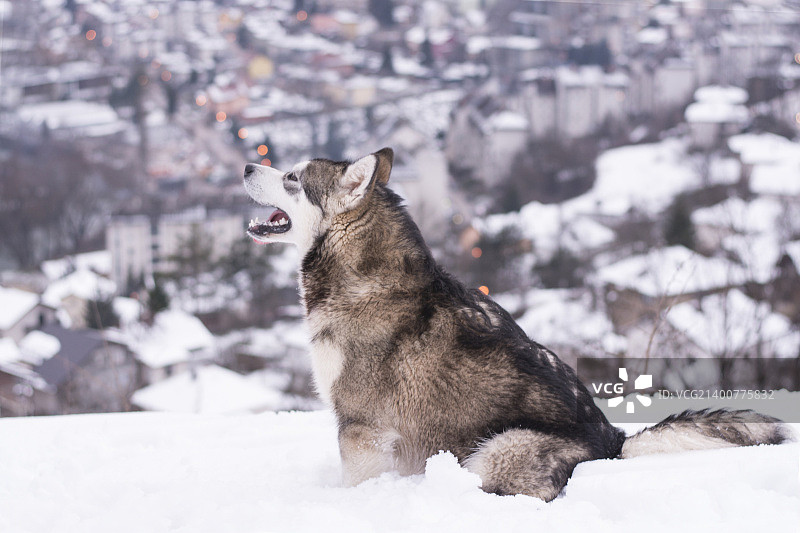阿拉斯加雪橇犬图片素材
