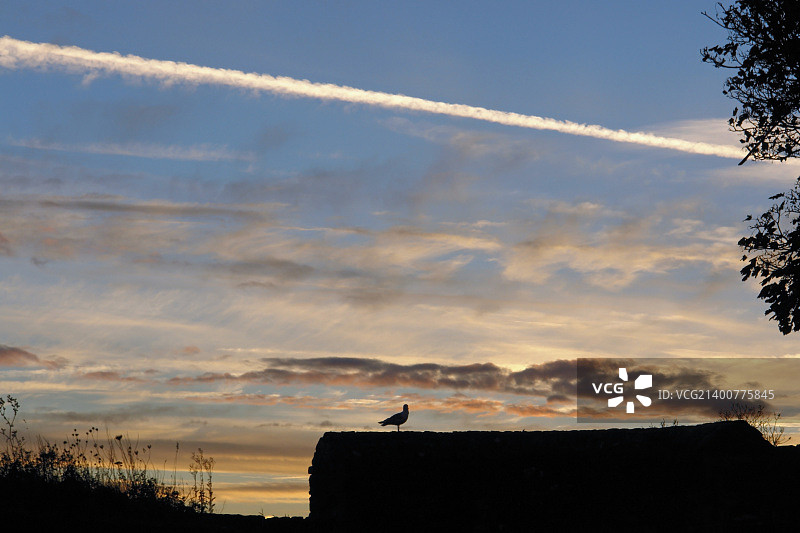 多佛城堡的夕阳下的鸟图片素材