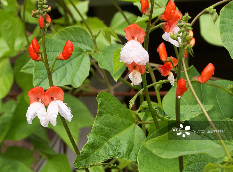 跑豆花图片素材