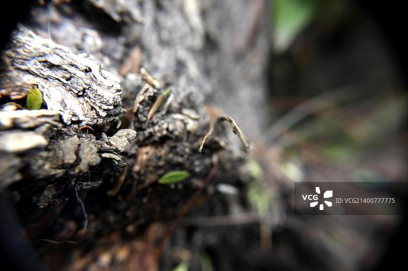 树干上的蚂蚁特写图片素材
