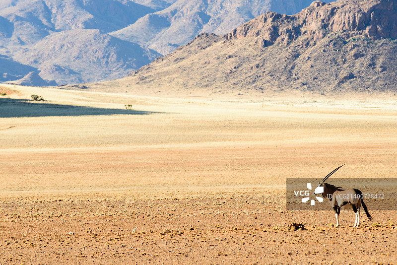 纳米布沙漠中的弯角剑羚图片素材