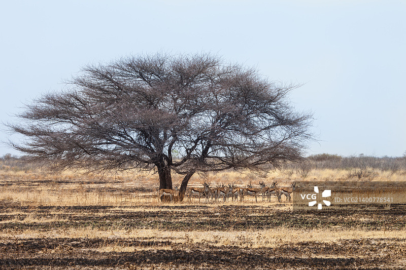 跳羚群图片素材