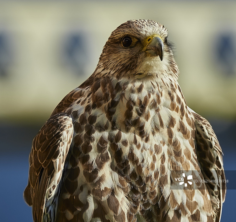 红隼：猛禽图片素材