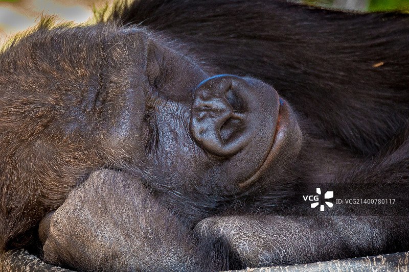 睡美人图片素材