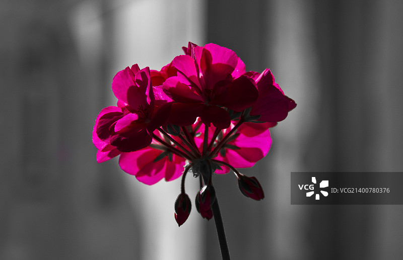 粉红色的图片素材