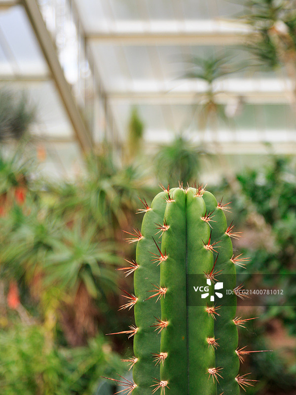 邱园-英国皇家植物园图片素材